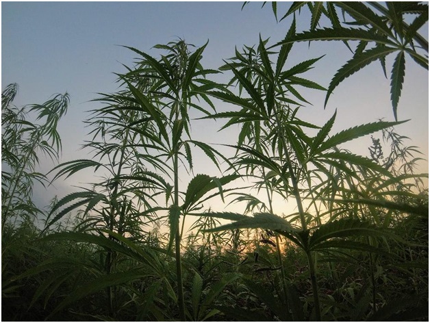 Picture 1 of Growing Feminized Seeds Indoors vs. Outdoors: What You Need to Know