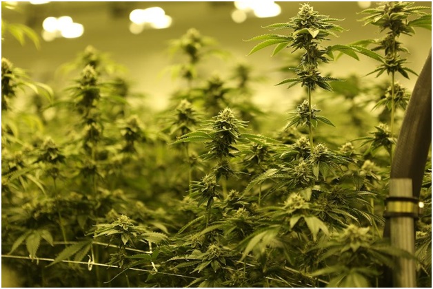 Picture 2 of Growing Feminized Seeds Indoors vs. Outdoors: What You Need to Know