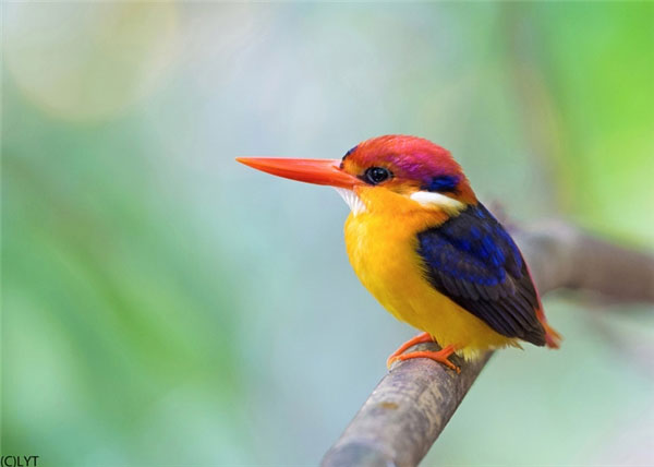 10 most beautiful animals in the world Picture 3