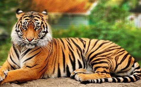 10 most beautiful animals in the world Picture 9