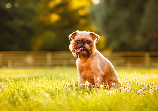 10 weirdest dog breeds in the world Picture 5