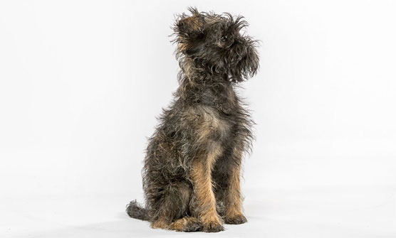 10 weirdest dog breeds in the world Picture 6