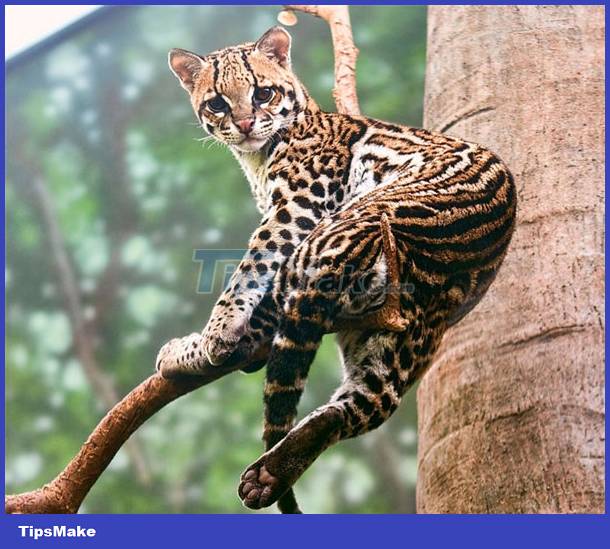 See the cat that looks like a leopard Picture 5