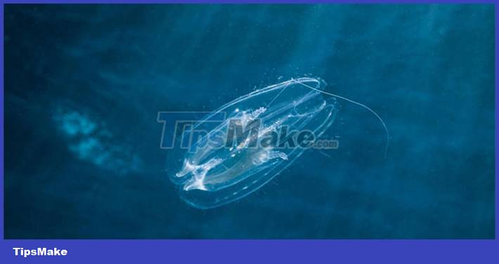 The first animals appeared on Earth Picture 1
