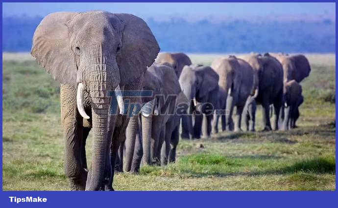 What is the most intelligent animal on the planet besides humans? Picture 3