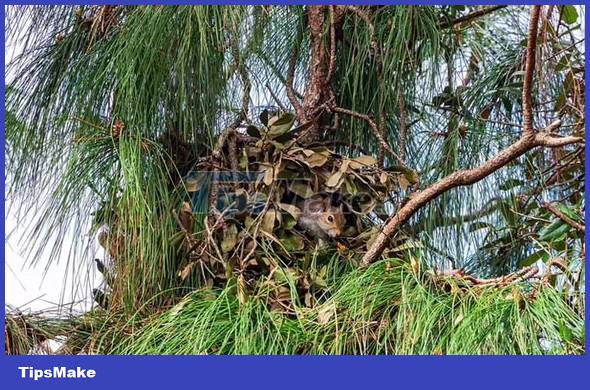 What is the most intelligent animal on the planet besides humans? Picture 5