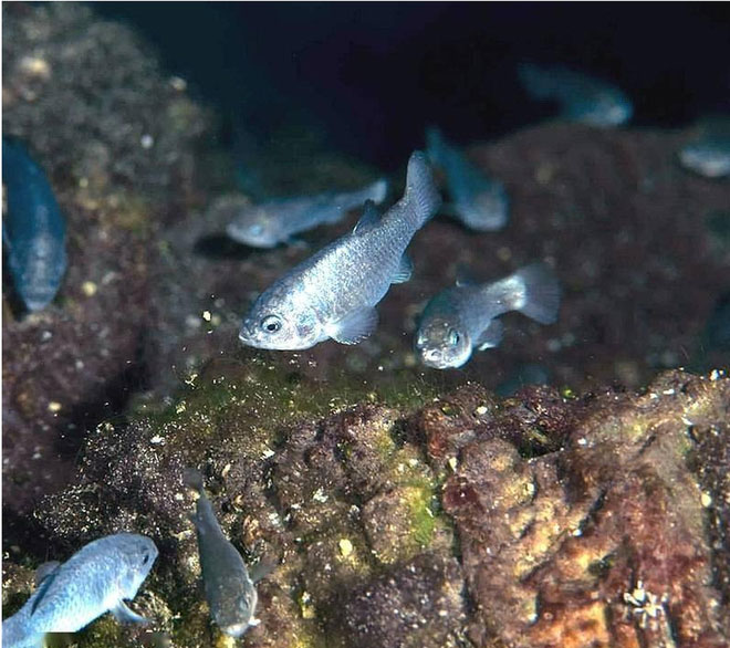 The rare fish species only had 37 left, living in Devil's Hole Picture 3