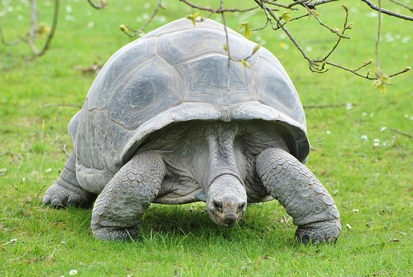 10 animals slowest in the natural world Picture 7