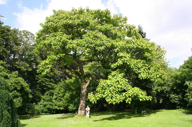 10 exotic tree species hold the world record Picture 1
