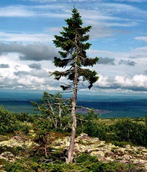 10 exotic tree species hold the world record Picture 8