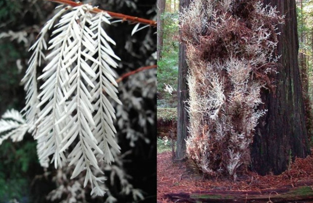 10 exotic tree species hold the world record Picture 9