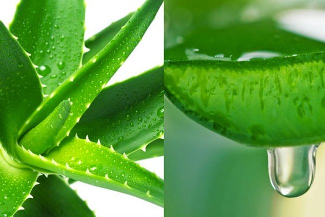10 great benefits of aloe vera you may not know yet Picture 7