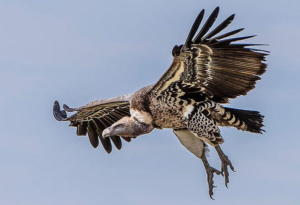 10 highest flying birds in the natural world Picture 10