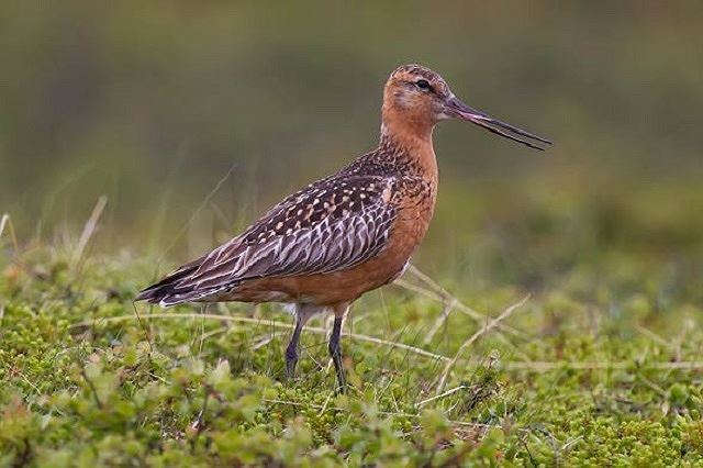 10 highest flying birds in the natural world Picture 3