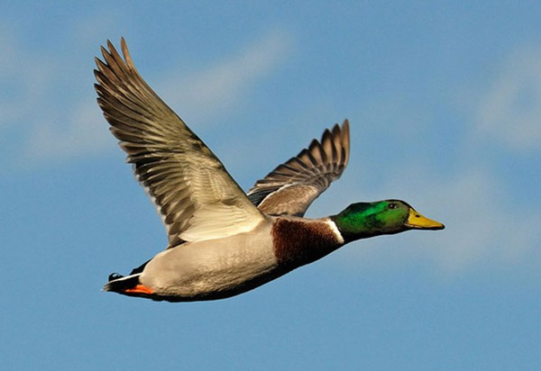 10 highest flying birds in the natural world Picture 4