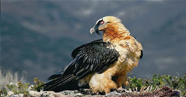 10 highest flying birds in the natural world Picture 5