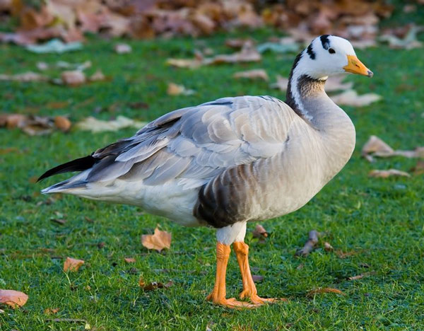 10 highest flying birds in the natural world Picture 8