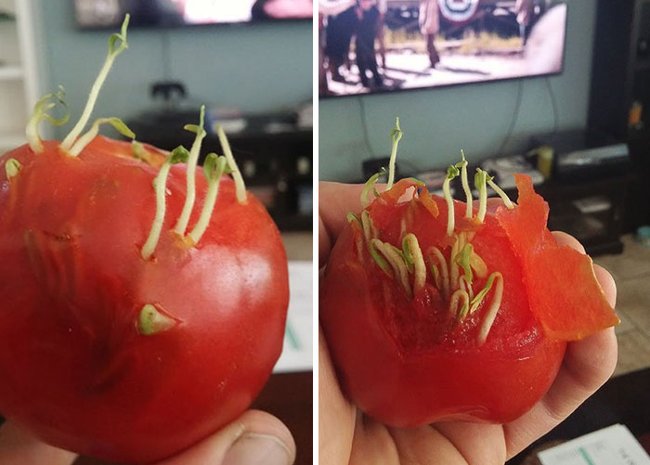 10+ images of mutant vegetables like radiation Picture 10