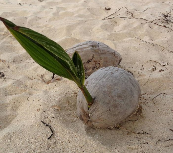10+ images of mutant vegetables like radiation Picture 11