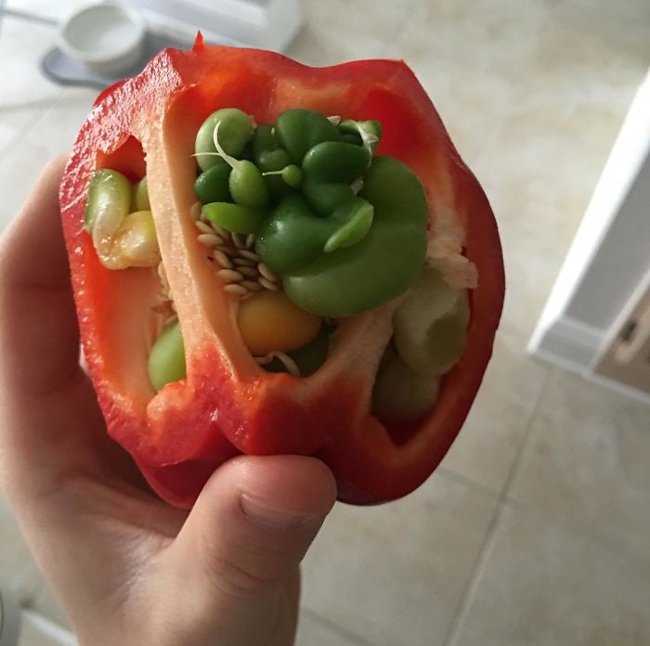 10+ images of mutant vegetables like radiation Picture 12