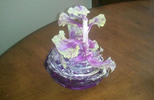 10+ images of mutant vegetables like radiation Picture 13