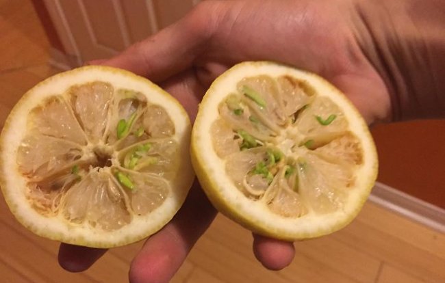 10+ images of mutant vegetables like radiation Picture 15