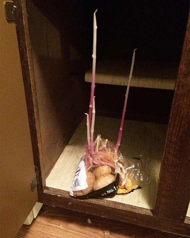 10+ images of mutant vegetables like radiation Picture 5