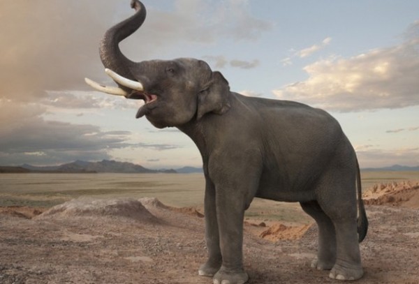 10 incredible facts about languages ​​- how animals communicate Picture 4