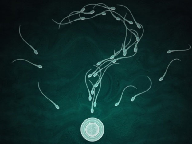 10 interesting facts about sperm to men do not know Picture 3