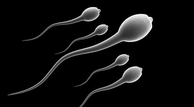 10 interesting facts about sperm to men do not know Picture 4