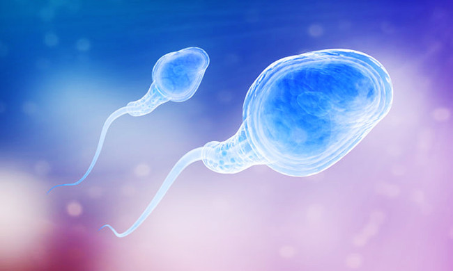 10 interesting facts about sperm to men do not know Picture 5