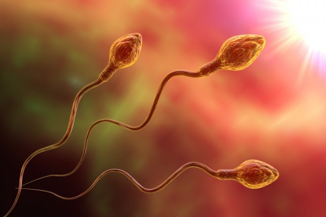 10 interesting facts about sperm to men do not know Picture 7