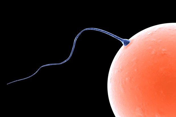 10 interesting facts about sperm to men do not know Picture 9