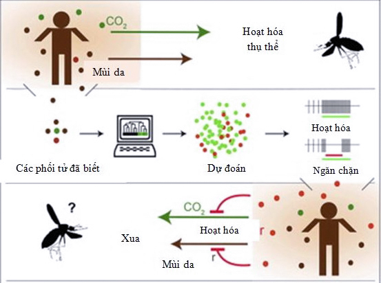 10 interesting things about mosquitoes, the smallest but most dangerous insects on the planet Picture 2