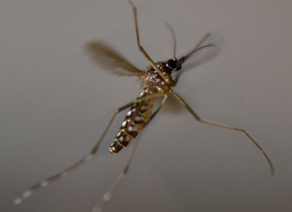 10 interesting things about mosquitoes, the smallest but most dangerous insects on the planet Picture 3