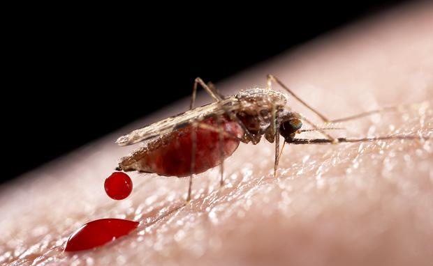 10 interesting things about mosquitoes, the smallest but most dangerous insects on the planet Picture 5