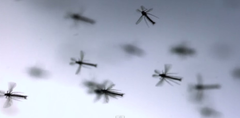 10 interesting things about mosquitoes, the smallest but most dangerous insects on the planet Picture 7