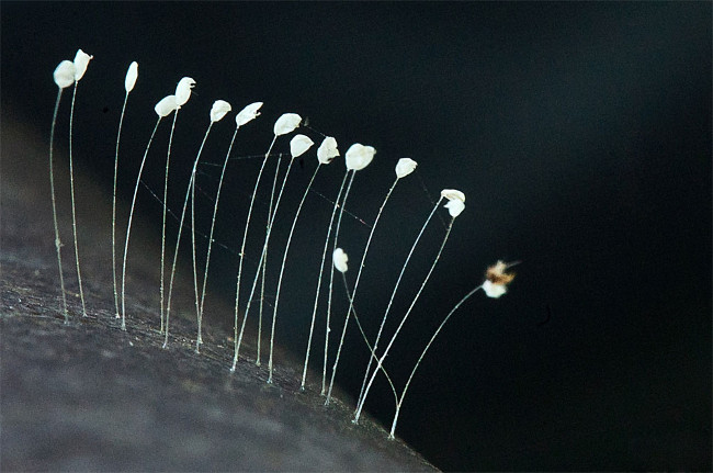 10 most beautiful and rarest flowers in the planet Picture 9