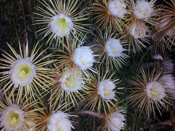 10 most beautiful flowers in the world Picture 1