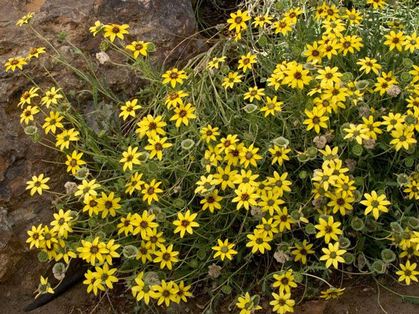 10 most beautiful flowers in the world Picture 6