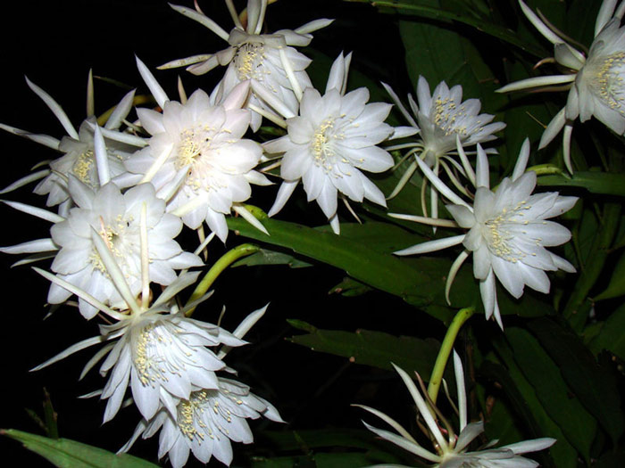 10 most beautiful flowers in the world Picture 7