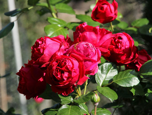 10 most beautiful roses in the world Picture 12