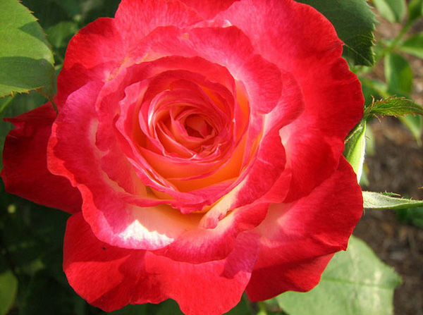 10 most beautiful roses in the world Picture 23