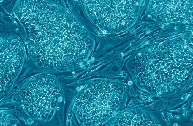 10 most impressive scientific discoveries in the world in the first 6 months of 2016 Picture 3