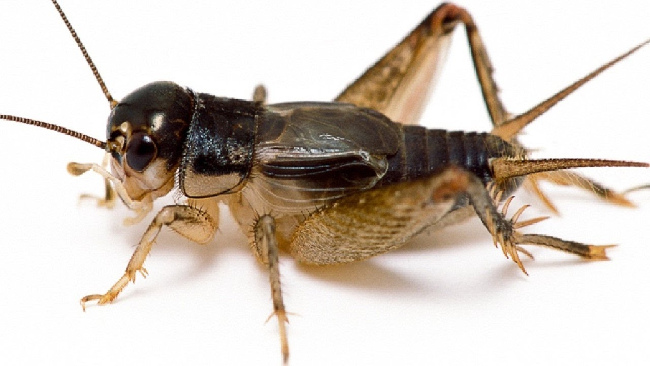 10 objects that do not separate themselves from Japanese ninja Picture 8