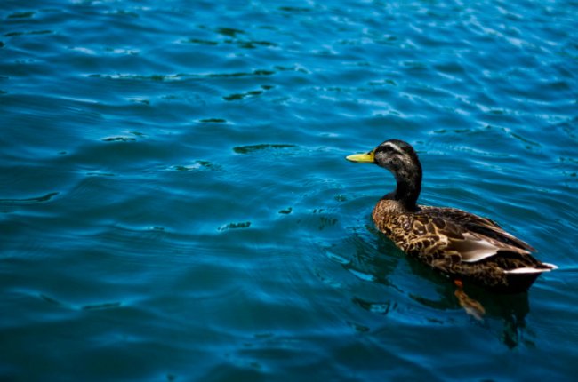 10 simple photography techniques for impressive photos Picture 6