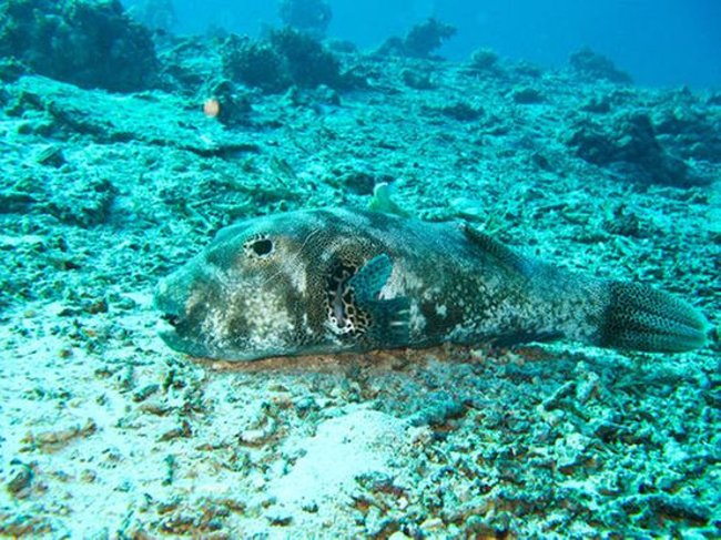 10 strange and unbelievable facts about animals you may not know Picture 6