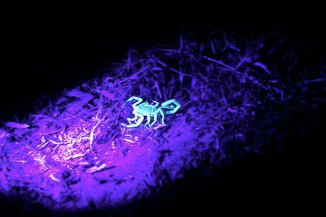 10 strange and unbelievable facts about animals you may not know Picture 7