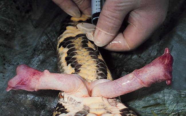 10 strange and unbelievable facts about animals you may not know Picture 9