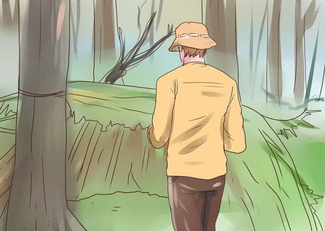 10 survival skills for lost forest goers Picture 13